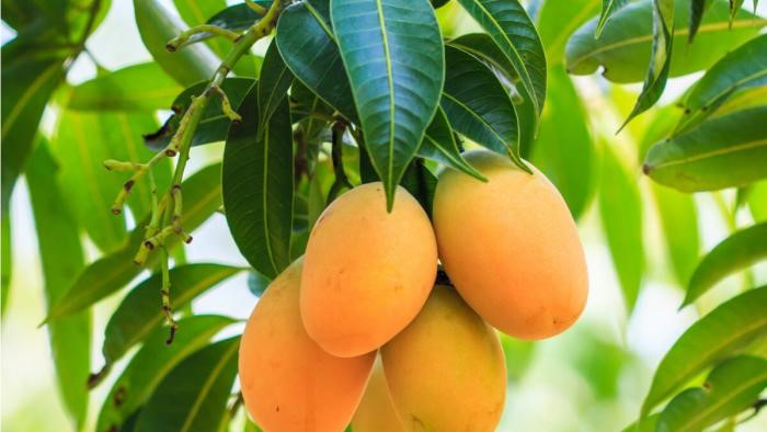 Disfruta del mango y sus hojas medicinales