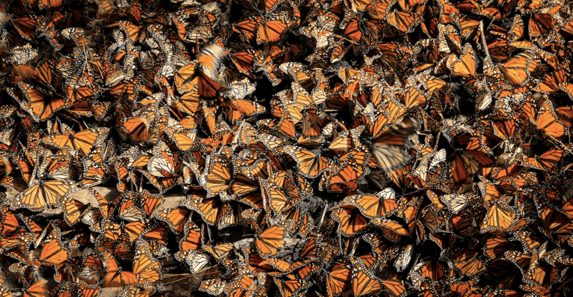 Buenas noticias, aumentó al doble la población de mariposas monarcas en 2025