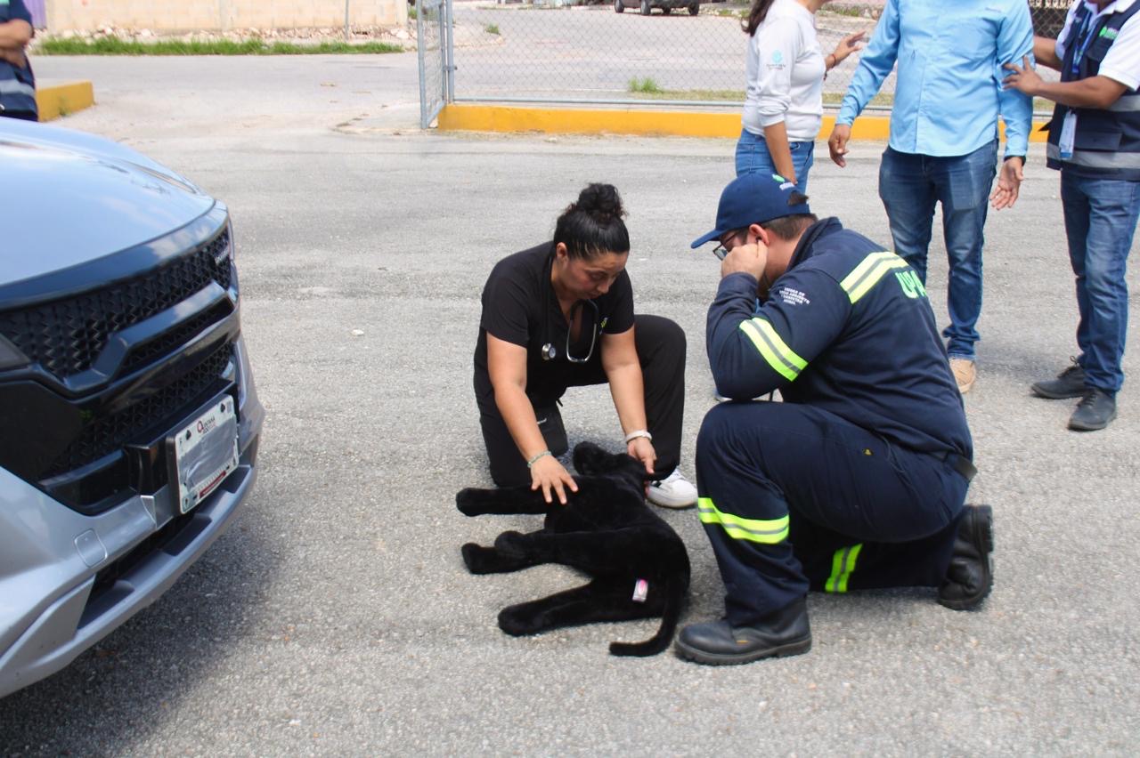 REFUERZAN PROTOCOLOS DE PROTECCIÓN ANIMAL EN MÉRIDA