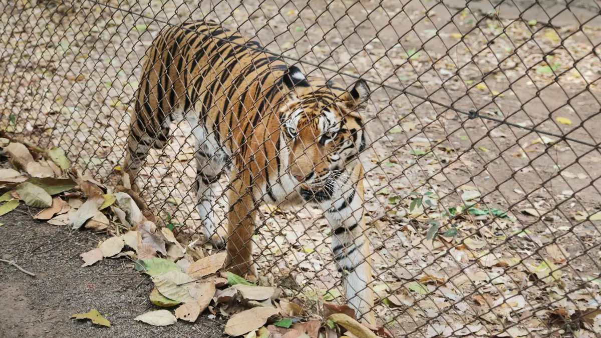 Joven muere al entrar a un recinto de tigres en un zoológico de Inglaterra