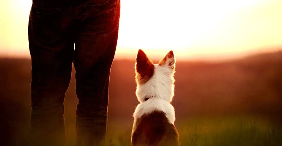 Te extrañé, amigo: El 27 de octubre regresan las mascotas por el Día de Muertos