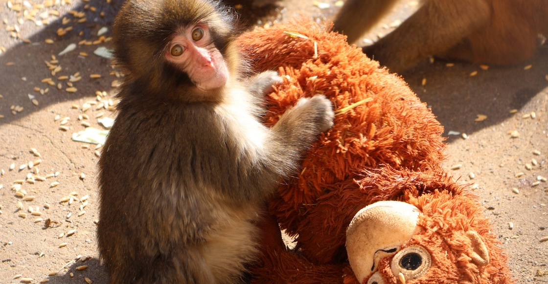 La historia de Punch, un macaco bebé abandonado, y su amigo de peluche