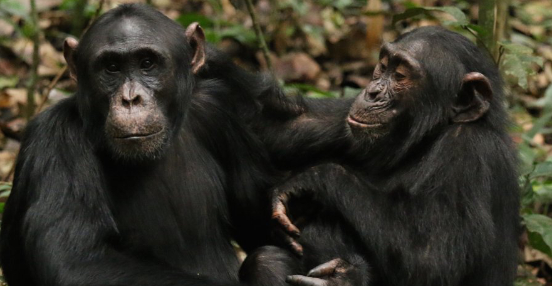 Documentan la primera “guerra civil” entre chimpancés en África