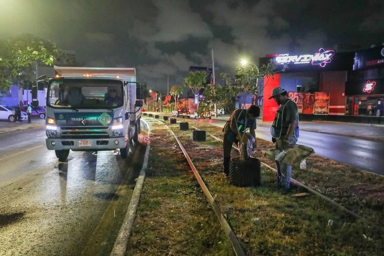 REUBICARÁN ÁRBOLES COLOCADOS EN CIRCUITO COLONIAS